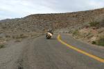 The Oatman section of the route - many tours miss this so the riders can see Las Vegas... what a waste, it‘s some of the best road on Route 66 for a motorcycle! 